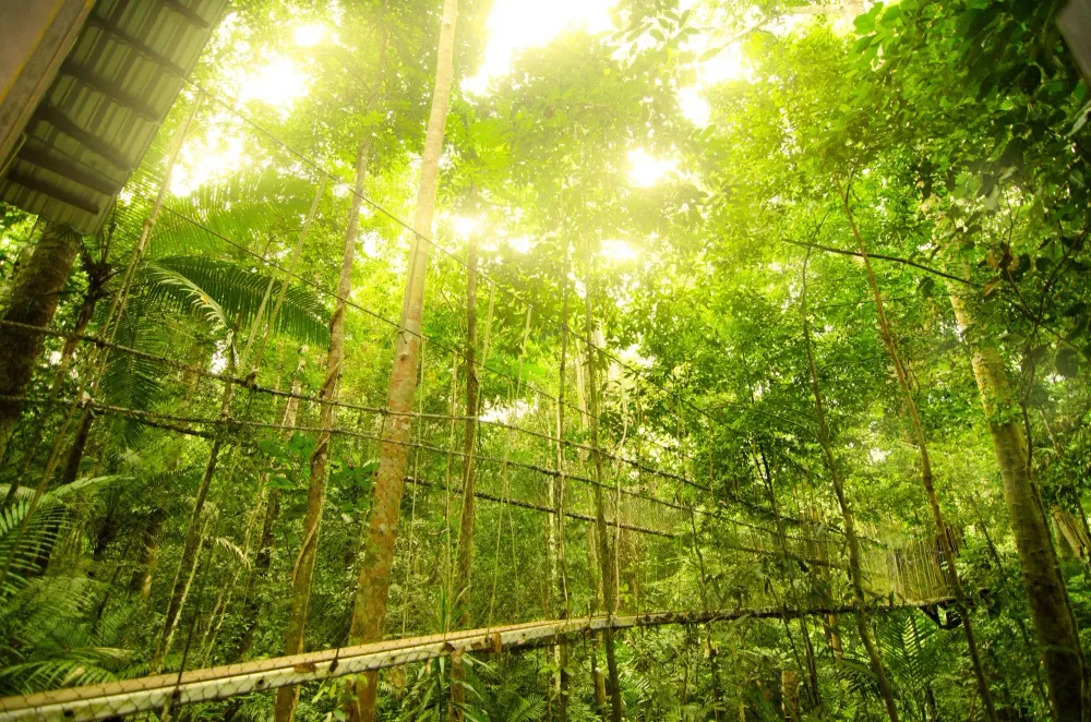 Canopy bridge in Taman Negara, Malaysia